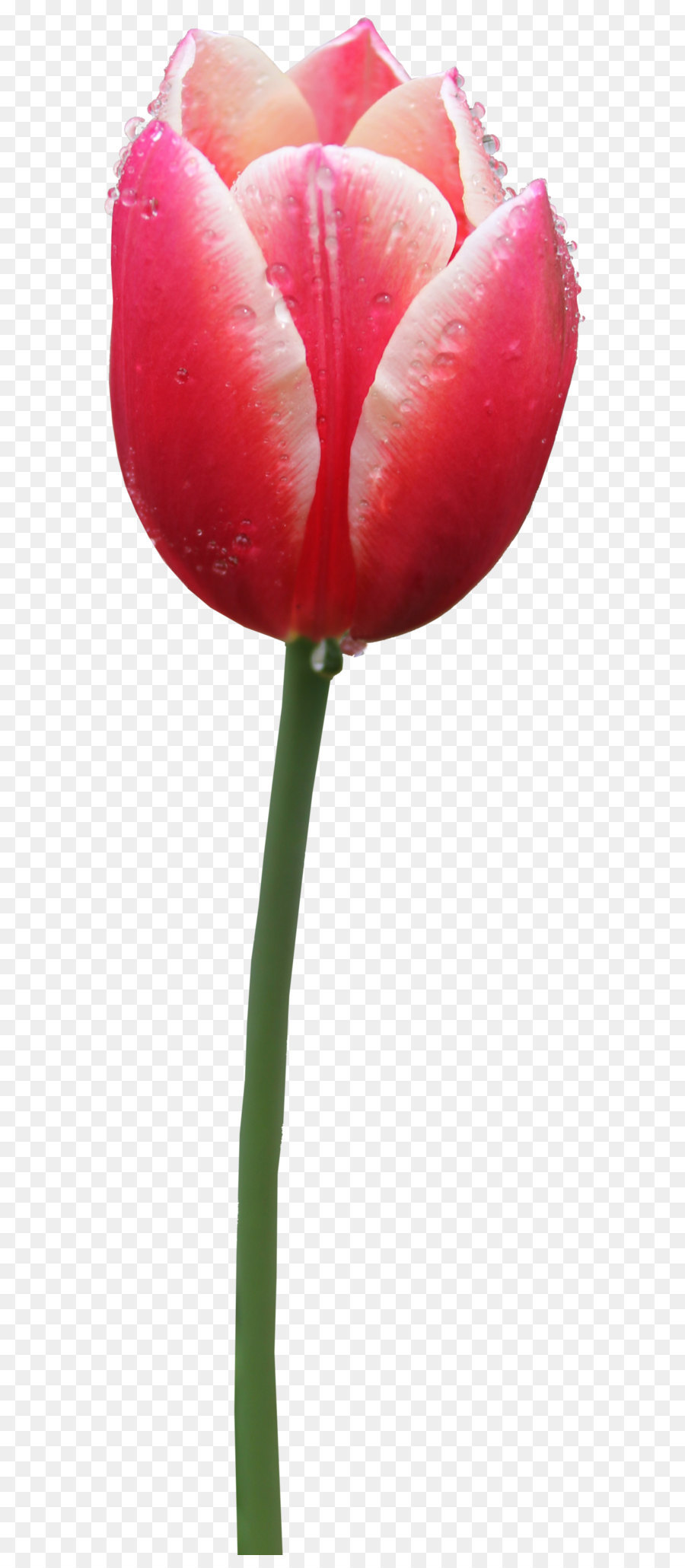 Tulip，Merah PNG