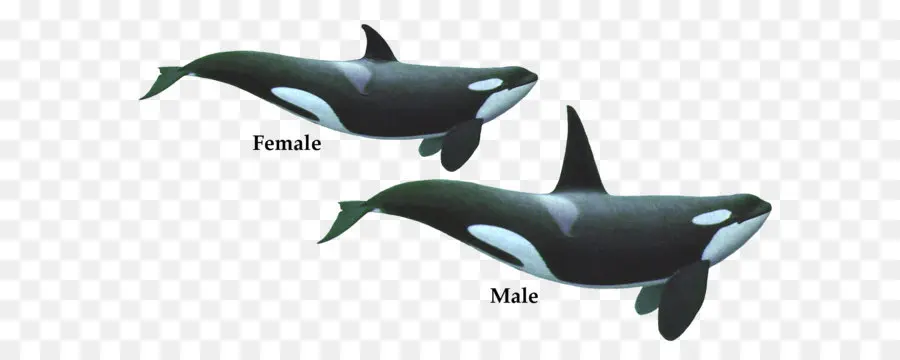 Orca，Paus PNG