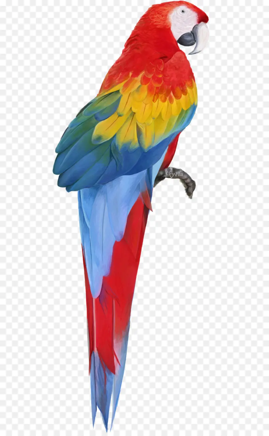 Gondok Macaw，Burung PNG
