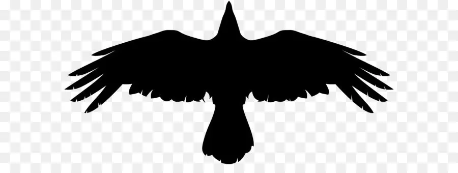 Umum Raven，Burung PNG