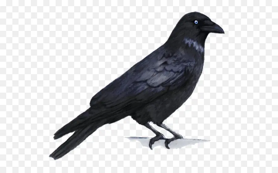 Burung Gagak，Hitam PNG