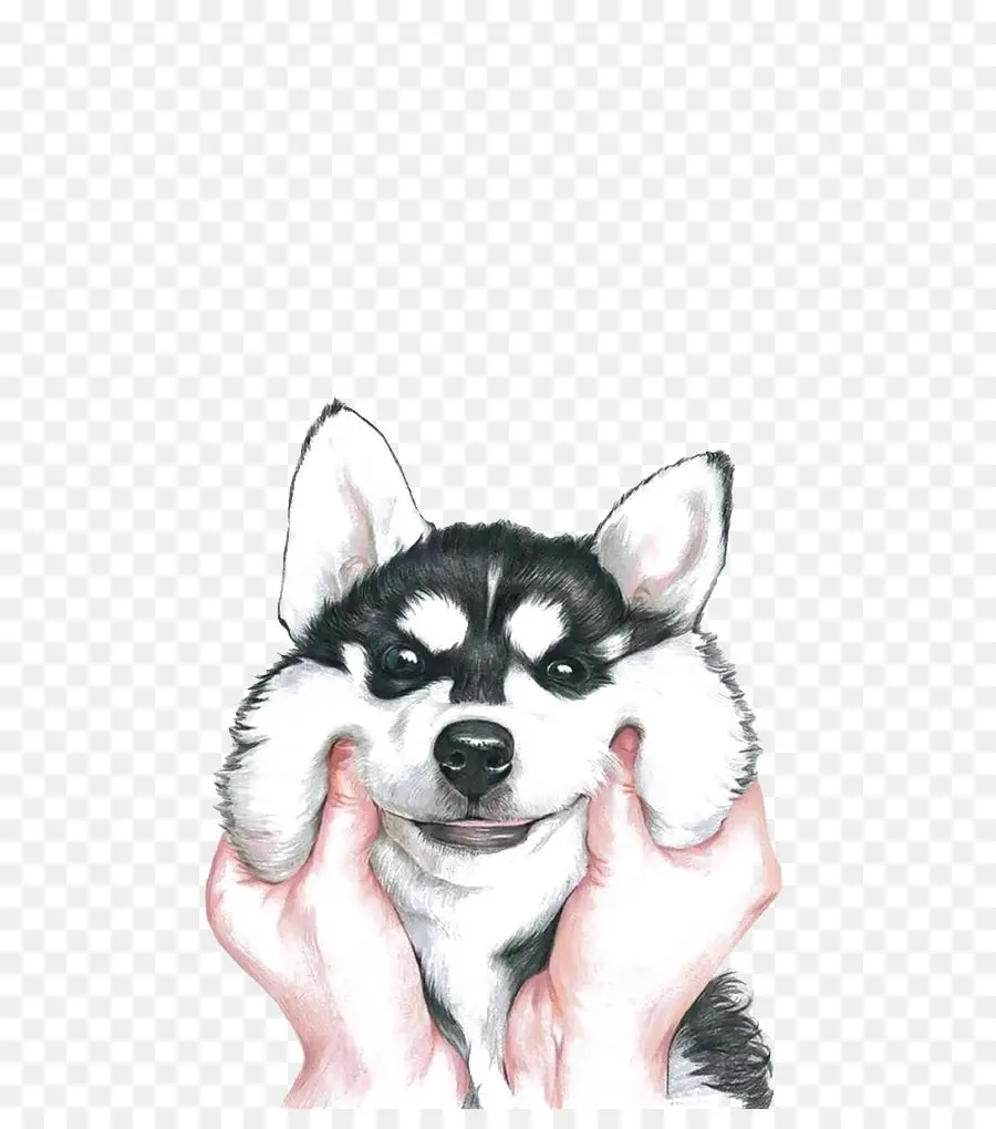 Siberian Husky，Bichon Frisé PNG