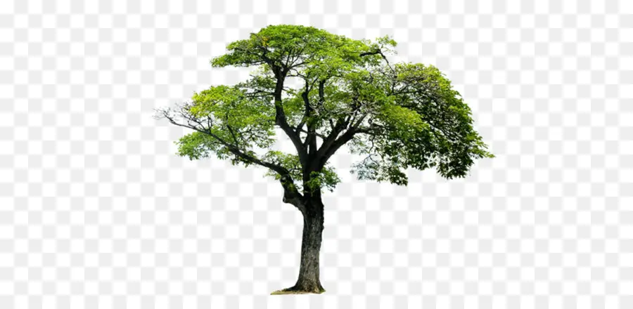 Pohon，Monomer PNG