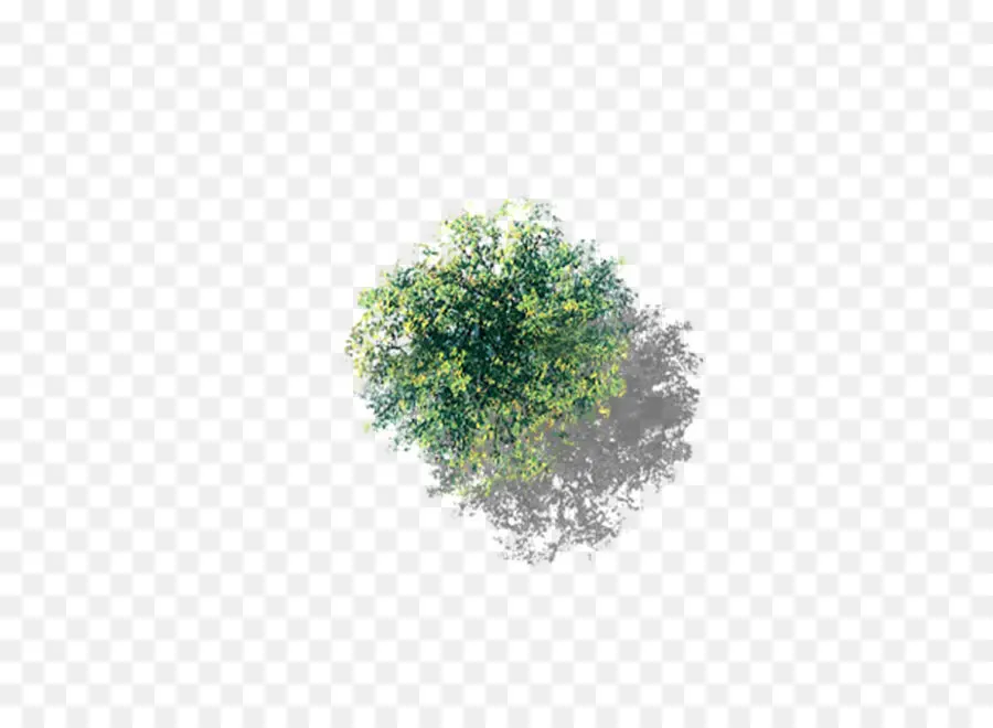 Pohon，Cottonwood PNG