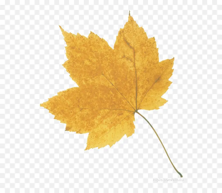 Daun Kuning，Maple PNG