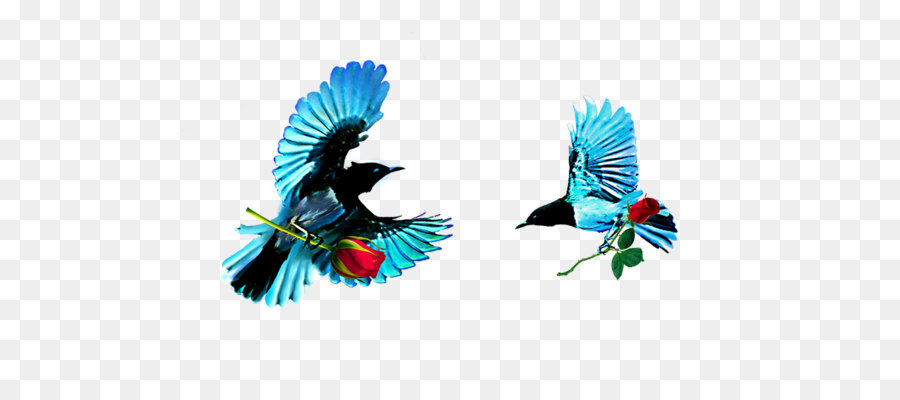 Burung，Lovebird PNG
