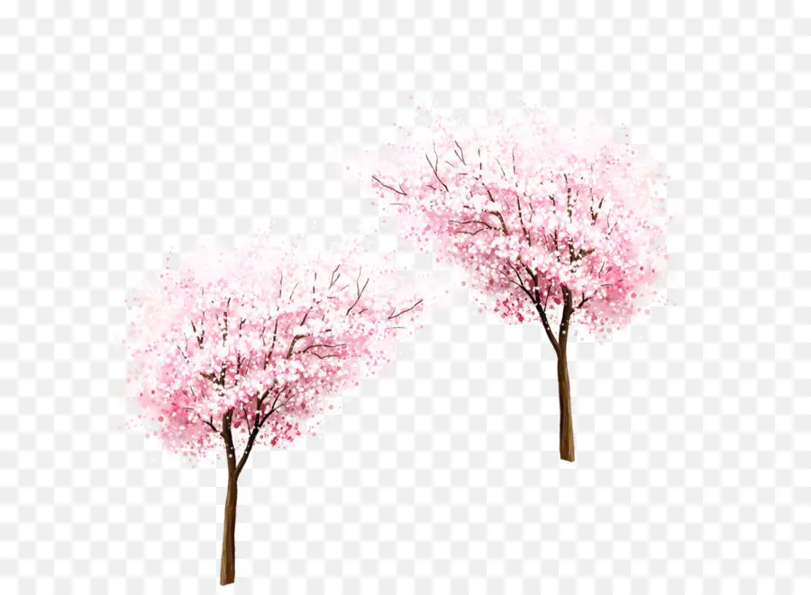 Cherry Blossom，Cherry PNG