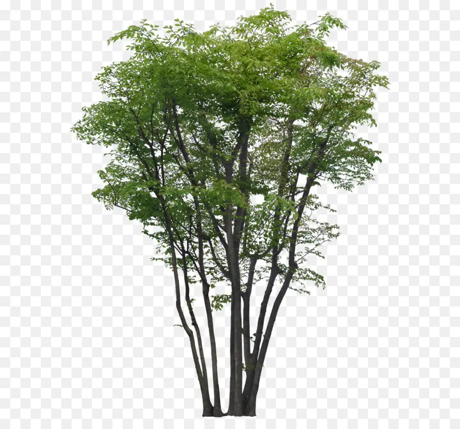Pohon，Taman PNG