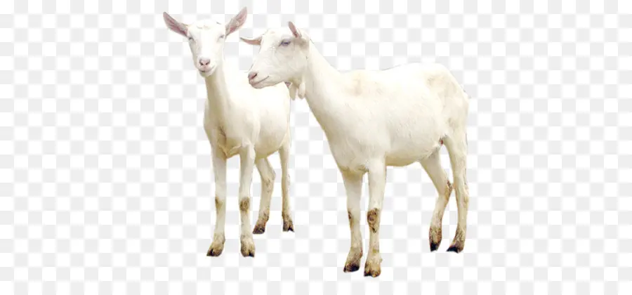 Dua Kambing Putih，Hewan PNG