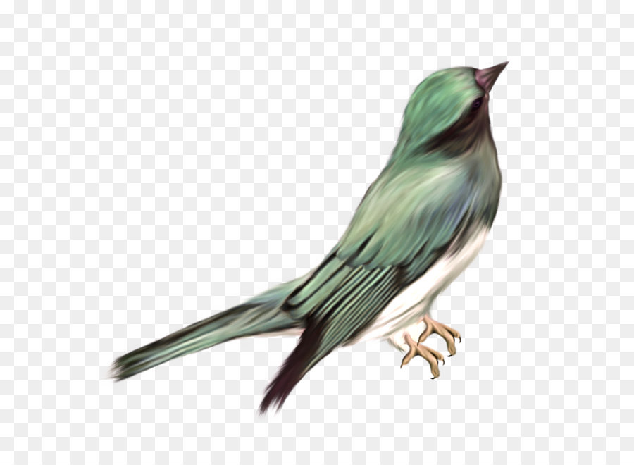 Burung，Hummingbird PNG