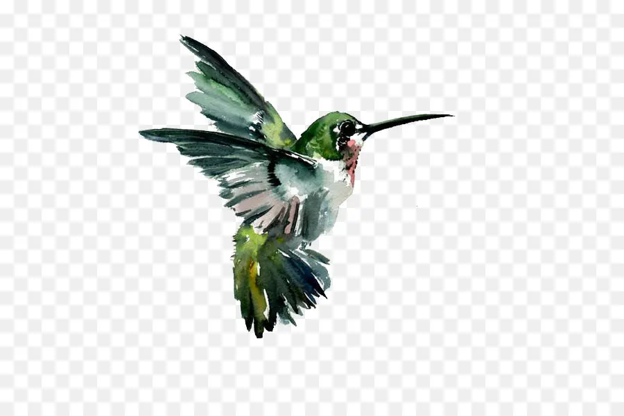 Burung，Hummingbird PNG