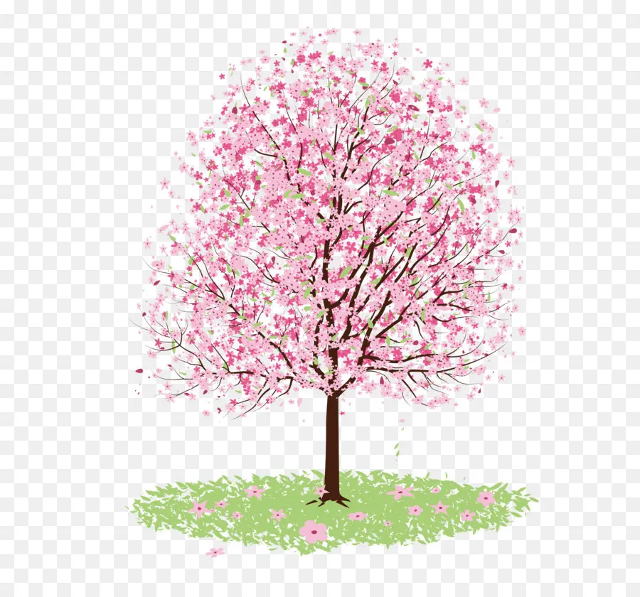 Cherry Blossom，Gambar PNG