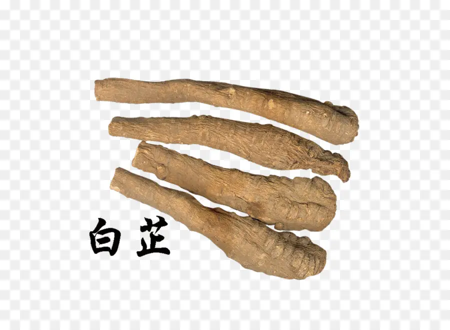 Perempuan Ginseng，Angelica Dahurica PNG