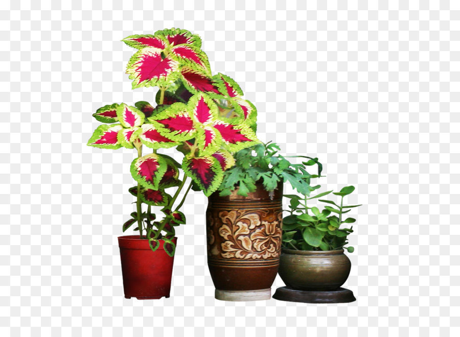 Tanaman Pot，Pot PNG