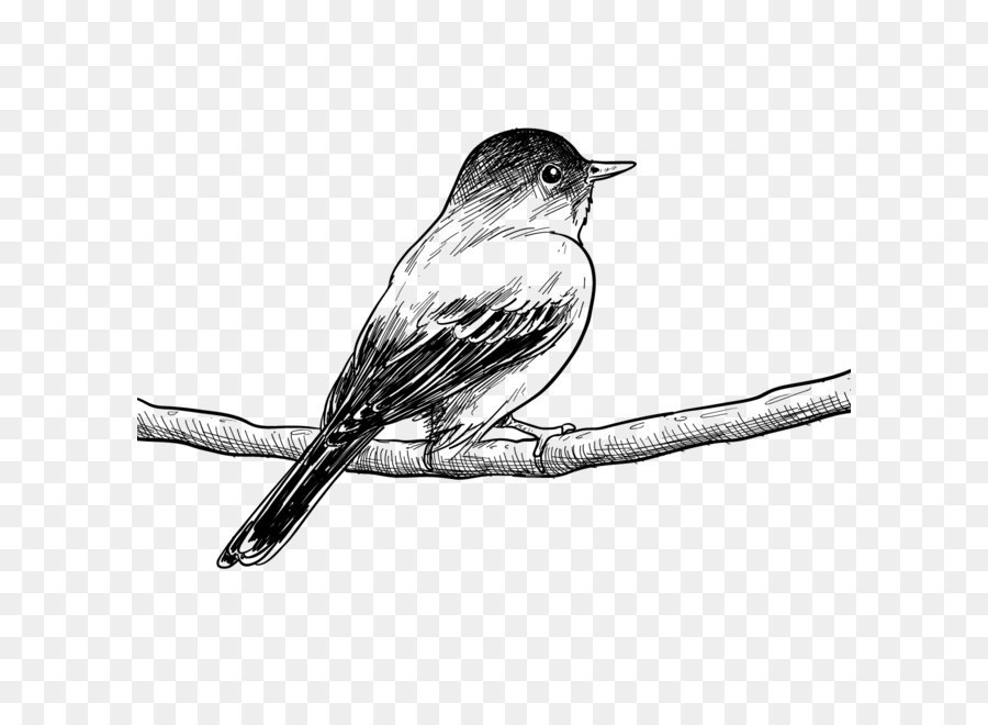 Burung，Eropa Robin PNG
