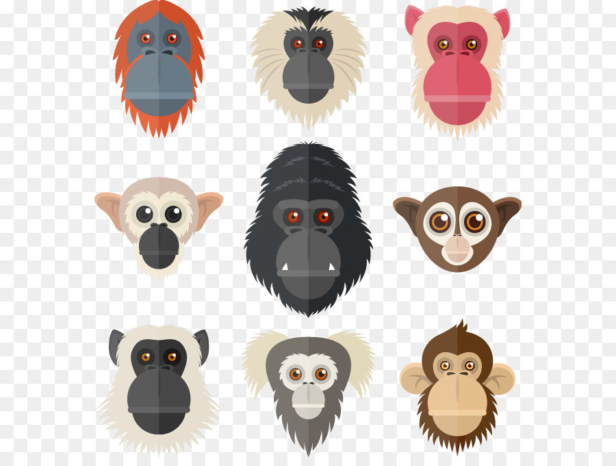 Primata，Orangutan PNG