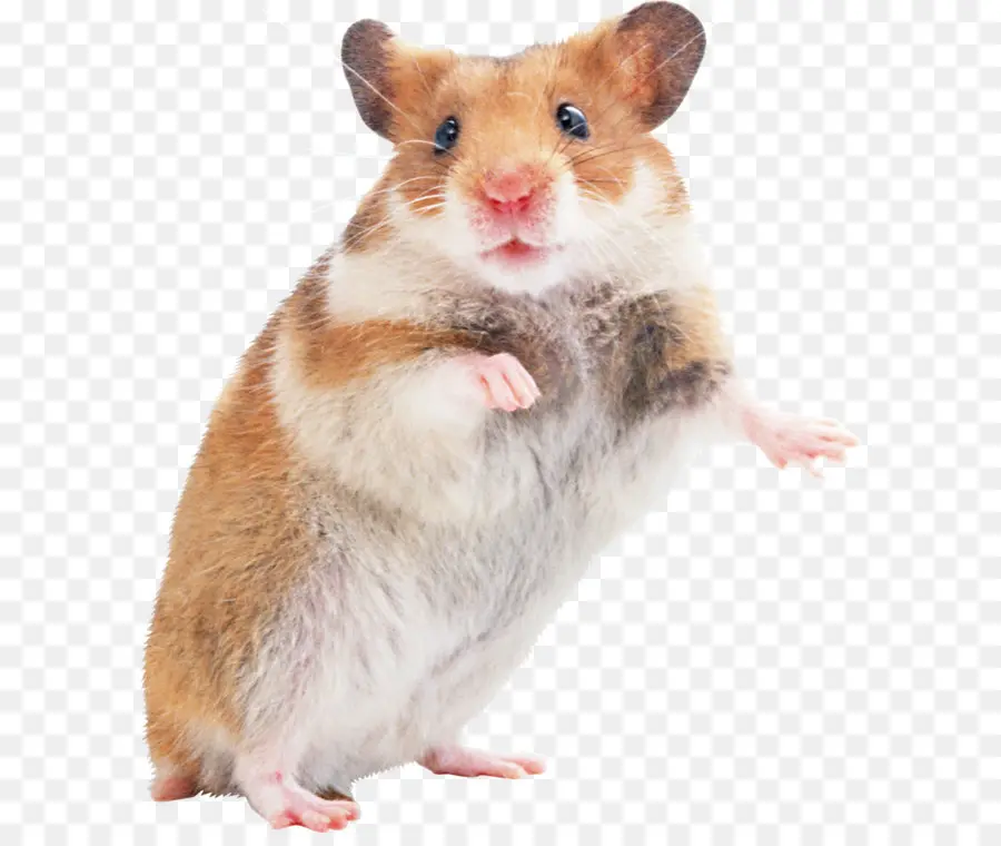 Hamster，Bulu PNG