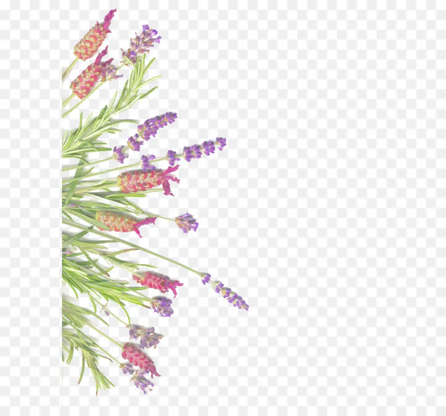 Lavender，Alecrim PNG