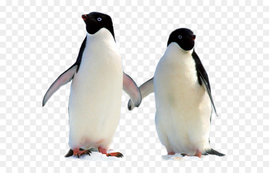 Penguin，Burung PNG