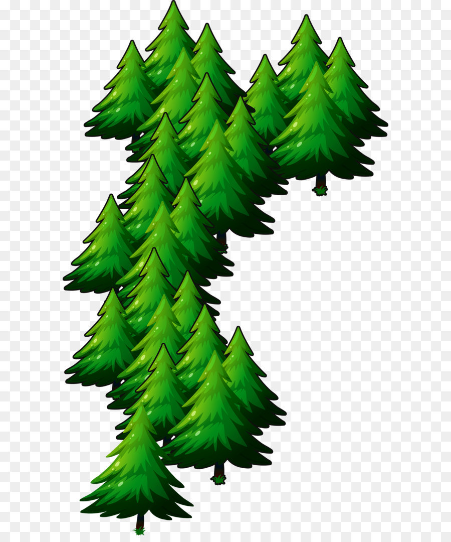 Deodar Cedar，Pinus PNG