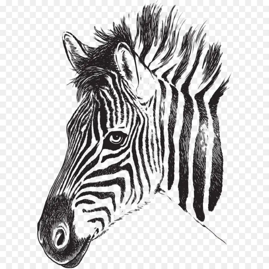 Ilustrasi Zebra，Garis Garis PNG