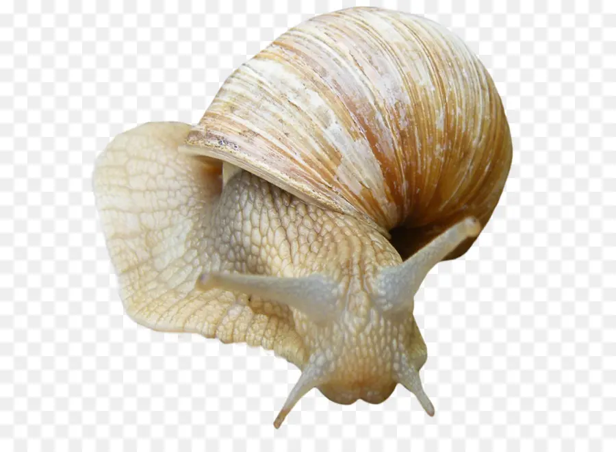 Siput，Gastropoda Shell PNG