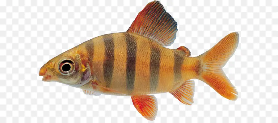Warna Warni Hiu，Ikan PNG