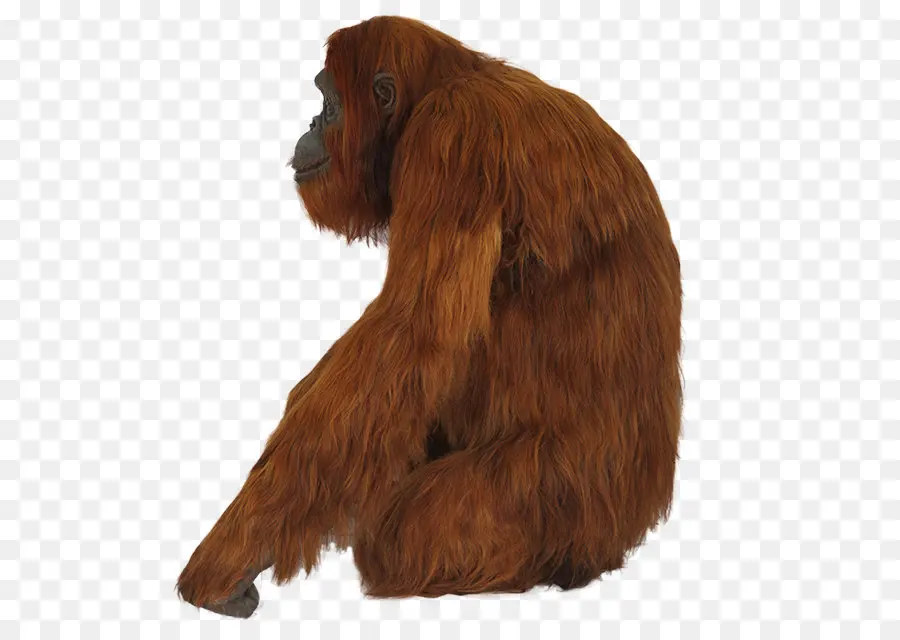 Orangutan，Primata PNG