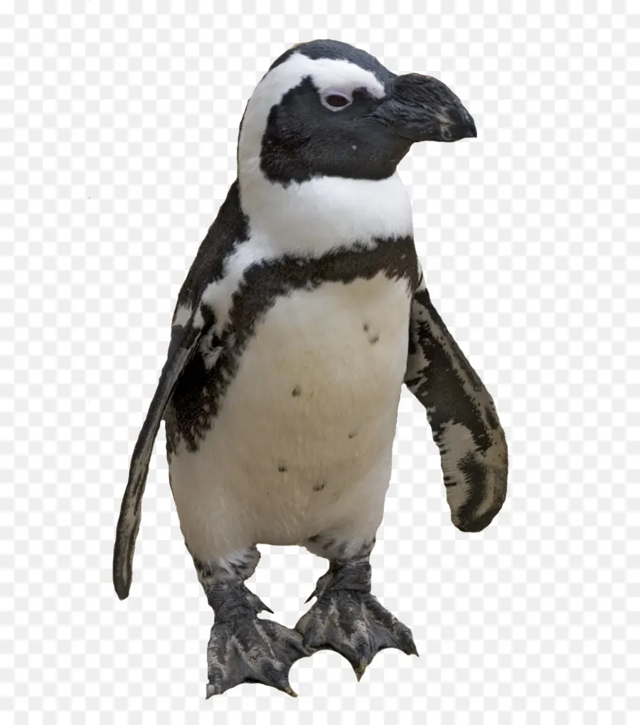 Penguin，Burung PNG