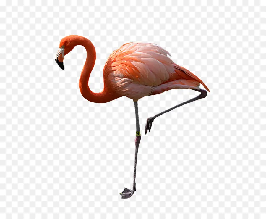 Flamingo，Men Download PNG