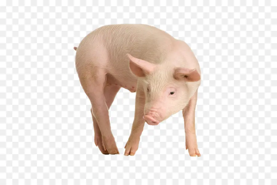 Babi，Peternakan PNG