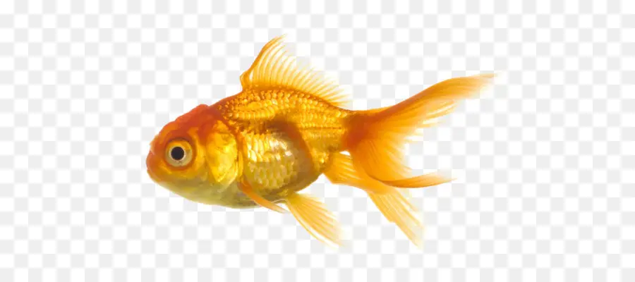 Ikan Mas，Ikan PNG