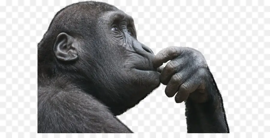 Umum Simpanse，Primata PNG