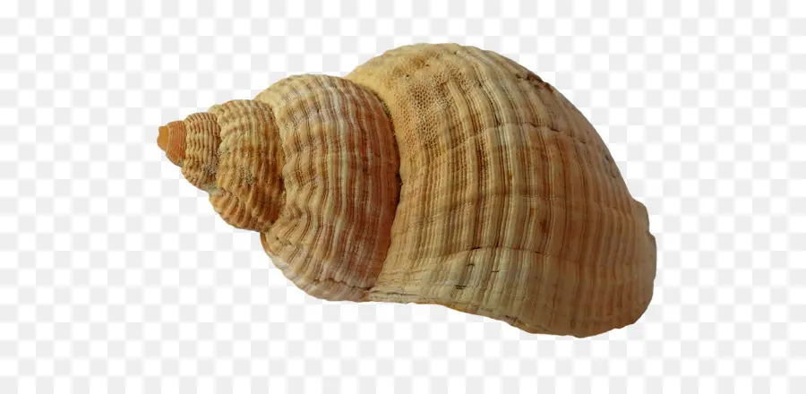 Kerang Laut，Laut PNG