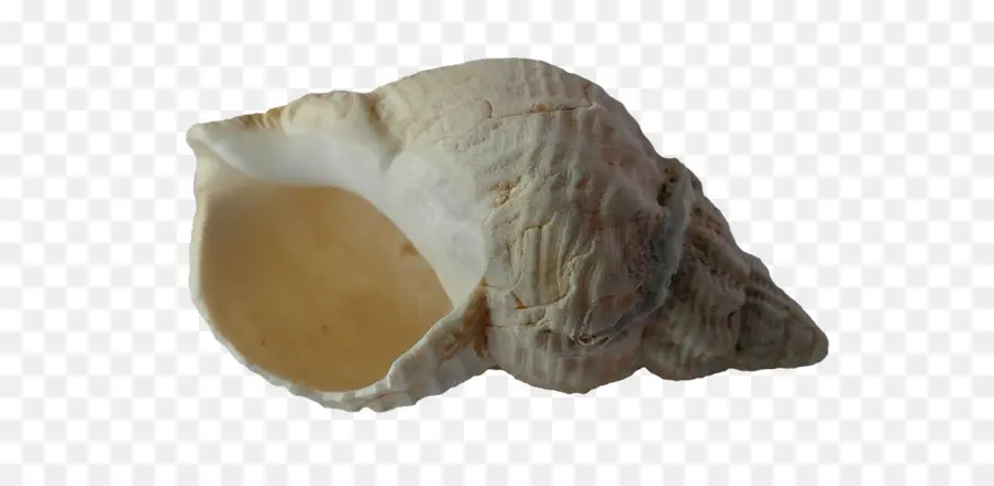 Kerang，Gastropoda Shell PNG