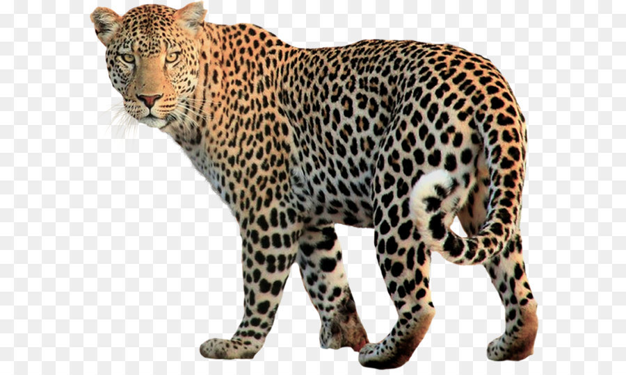 Macan Tutul, Jaguar, Felidae gambar png