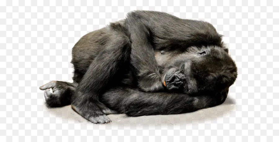Umum Simpanse，Gorila PNG