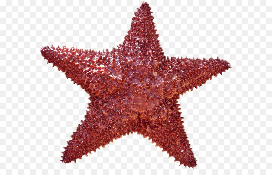 Sea Urchin，Bintang Laut PNG