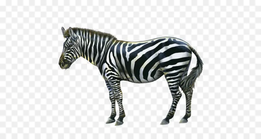 Zebra，Garis Garis PNG