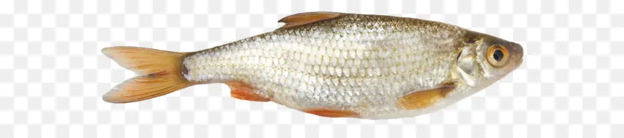 Umum Roach，Ikan PNG