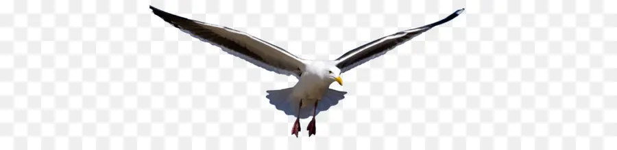 Eropa Herring Gull，Besar Hitam Didukung Gull PNG