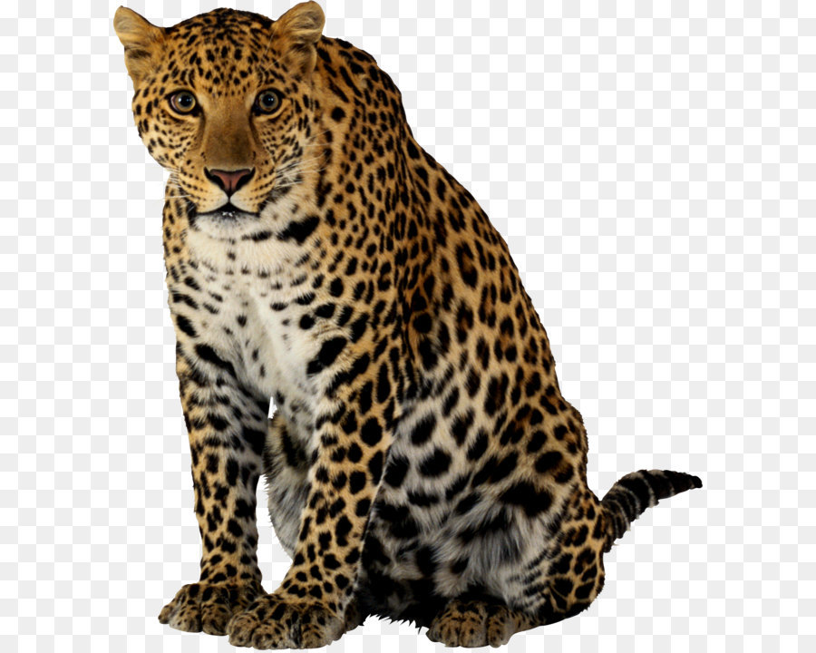 Sepatu Cheetah Macan Tutul Felidae gambar png