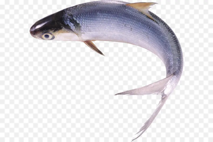 Ikan，Kering Ikan PNG