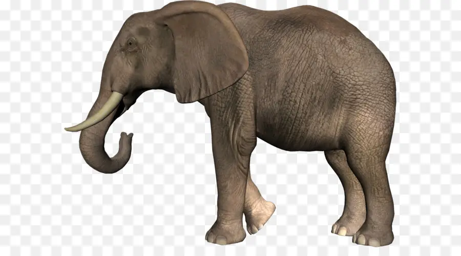 Afrika Semak Gajah，Asia Gajah PNG