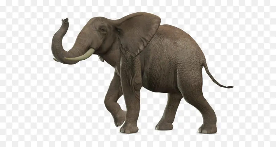 Afrika Semak Gajah，Asia Gajah PNG