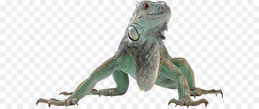Kadal，Umum Iguana PNG
