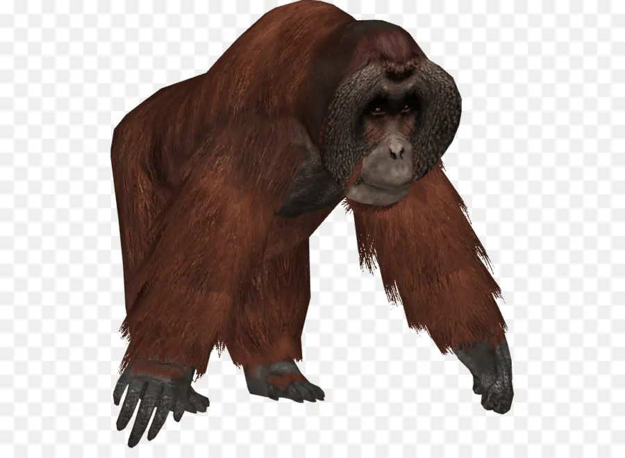 Orangutan，Primata PNG