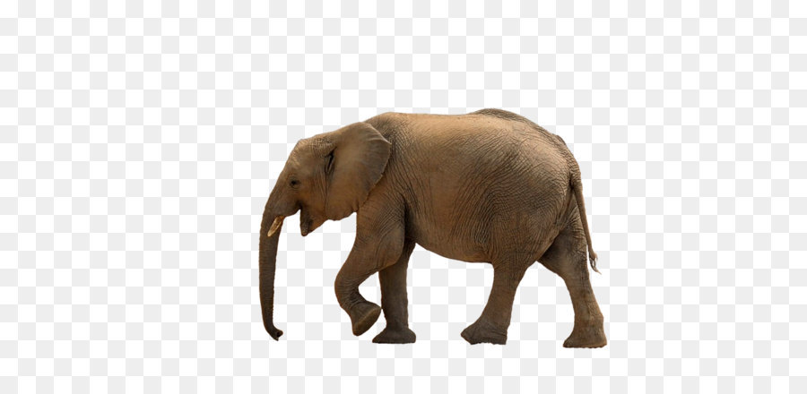 Asia Gajah，Afrika Hutan Gajah PNG