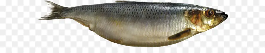 Ikan Perak，Akuatik PNG