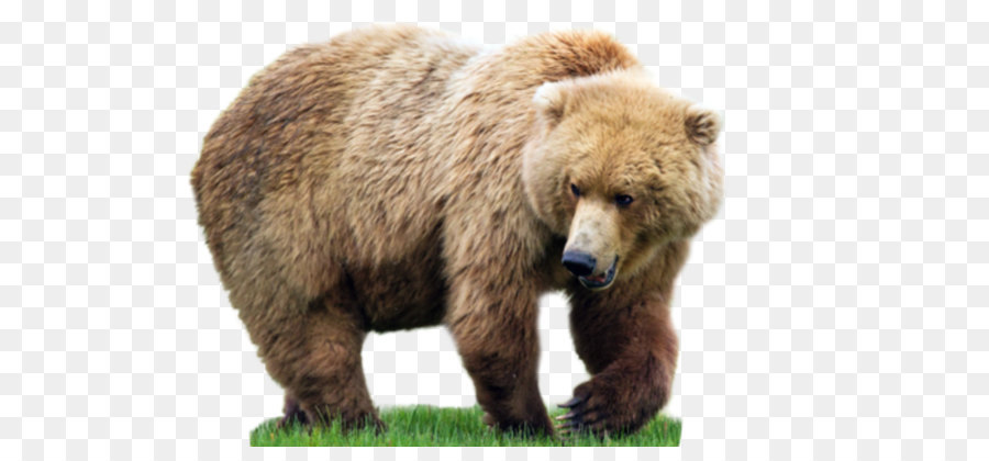 beruang photoshop download
